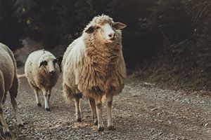 Des moutons curieux marchent le long du chemin de terre dans les collines et les montagnes de Rogove