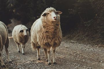 Neugierige Schafe laufen dem Schotterweg entlang in den Hügeln und Bergen von Rogove, Kosova von Besa Art