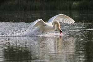 Cygne muet
