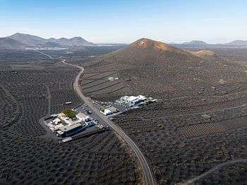 Des champs de lavande pleins de vie