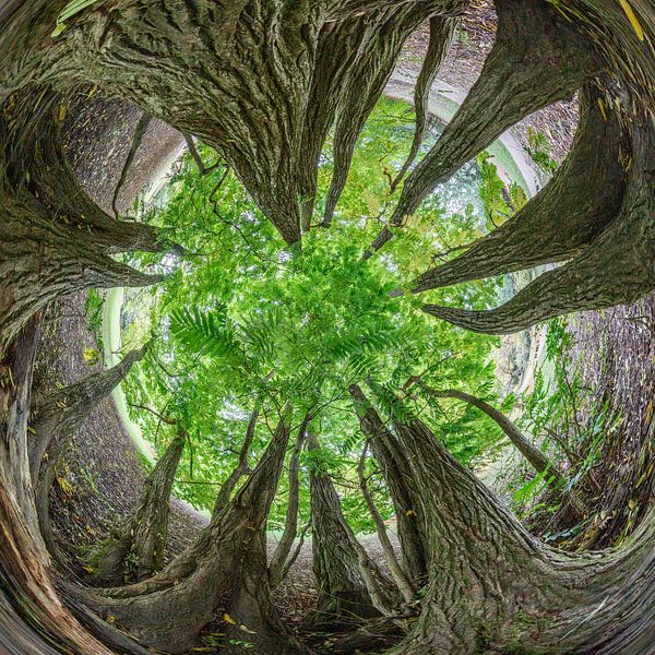Spherical panorama Caucasian wingnut by Christoph Hermann