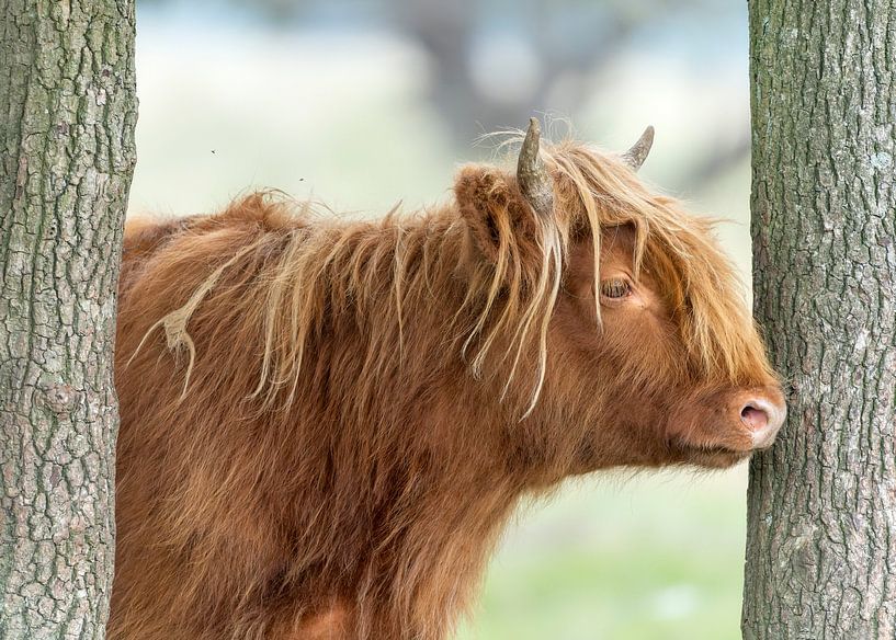 Portrait of a Scottish Highlander by Albert Beukhof