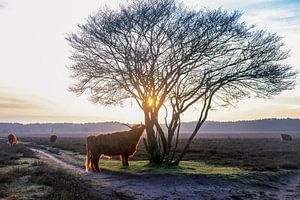 Highlander écossais sur la Westerheide près de Hilversum