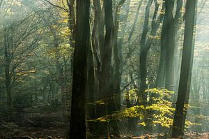 Lever de soleil dans la forêt de Speulder
