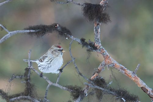 Grand merle dans le cadre des branches