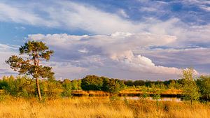Abendlicht über dem Dwingelderveld
