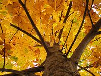 Châtaigne en automne