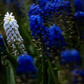 Grape hyacinths by Alle de Vries