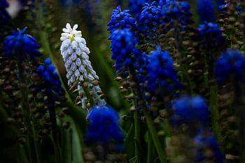 Grape hyacinths