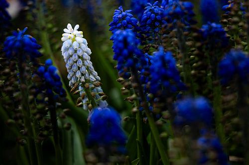 Grape hyacinths