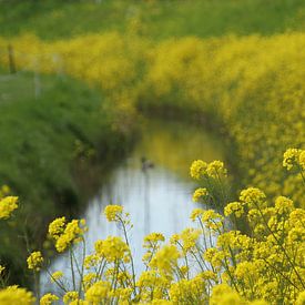 Gelbe Blume Macht von Esther Leijten-Kupers