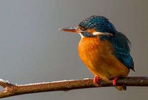 ijsvogel