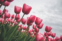 Pink tulips