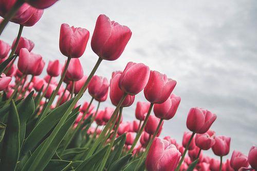 Roze tulpen