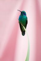 Kolibrie met roze achtergrond (Costa Rica)