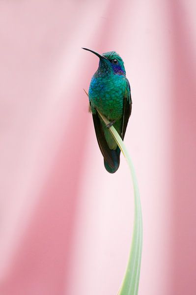 Kolibrie met roze achtergrond (Costa Rica) van Cocky Anderson