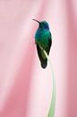 Kolibrie met roze achtergrond (Costa Rica) van Cocky Anderson thumbnail
