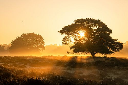 Westruper Heide, Haltern am See, North Rhine-Westphalia, Germany by Alexander Ludwig