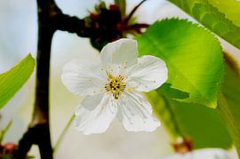 Weiße Kirschblüte in weichem Licht