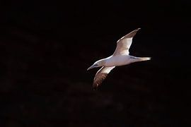 "Gannets in flight" by Madleen Sophie