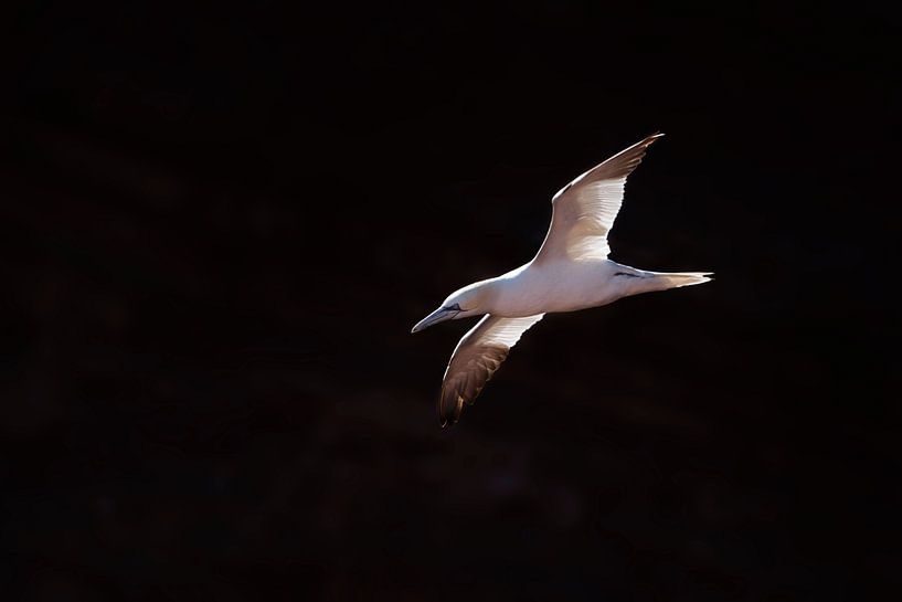 "Basstölpel im Flug" von Madleen Sophie
