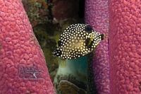 Jonge gladde strompelvis, Bonaire