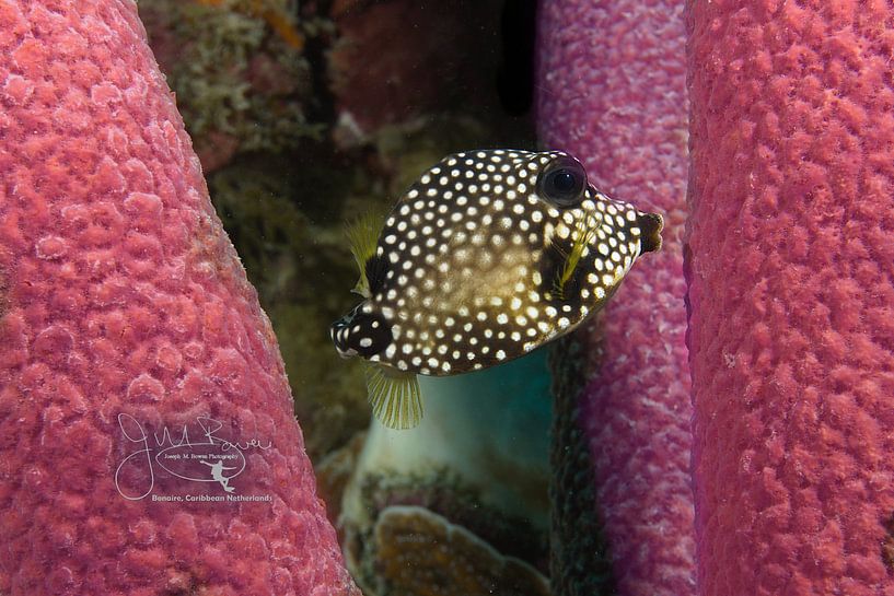 Tronc commun juvénile, Bonaire par Joseph M. Bowen Photography