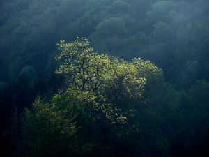 Frühlingssonne im schwäbischen Wald von Max Schiefele