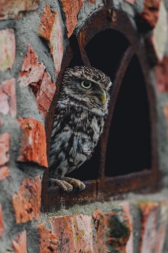 Little owl in a window