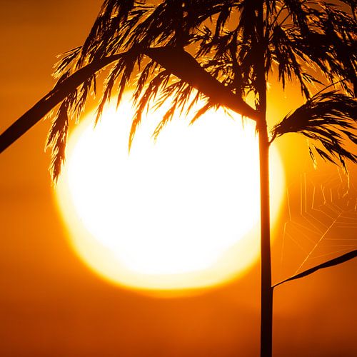 Tropical | Plumes de roseau - sunset 2 sur Servan Ott
