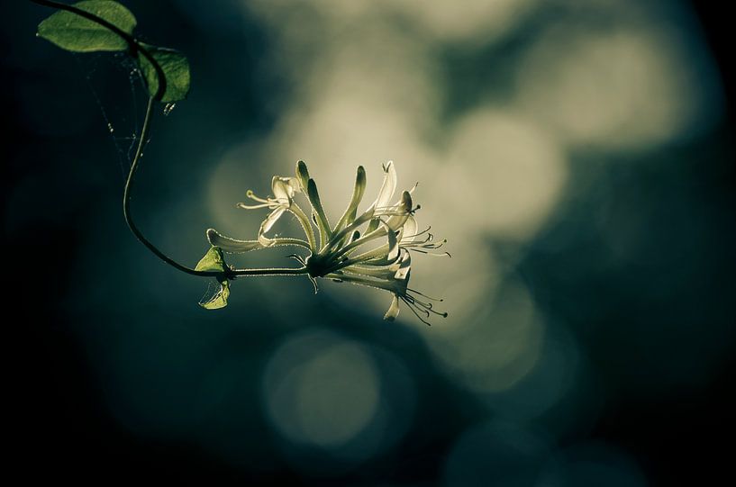 Ressenti avec le cœur par Dick Nieswaag