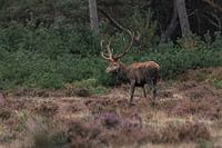 A red deer on the Veluwe