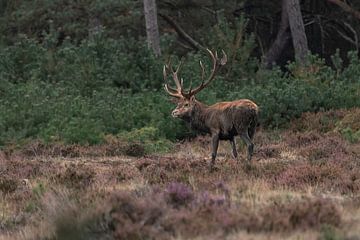 Een Edelhert op de Veluwe van Davey Bogaard