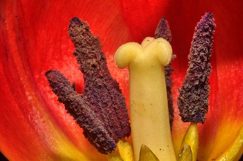 Tulpenstempel