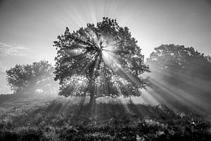 Light and Life von Gerhard Nel