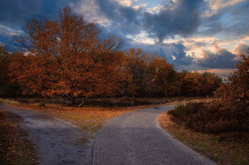 tree in autumn colors by peterheinspictures