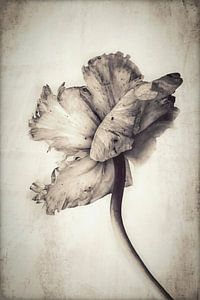 Tulp. Retro. Basic.