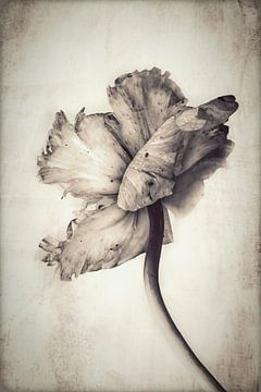 Tulp. Retro. Basic. van Alie Ekkelenkamp