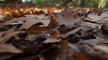 Laub auf dem Boden von Joep Rumpf