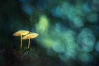 Dromerige paddenstoeltjes van Jan van der Linden thumbnail