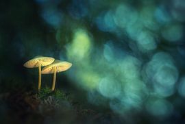Dreamy mushrooms by Jan van der Linden