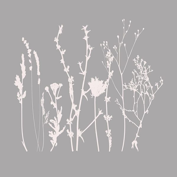 Modern Botanical Art. Flowers, plants, herbs and grasses in grey and white no. 2 by Dina Dankers