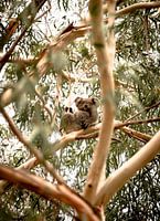 Eerste ontmoeting met een Koala in Australië.