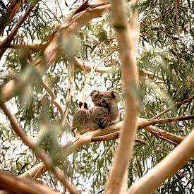 Eerste ontmoeting met een Koala in Australië. van Niels Rurenga