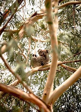 Erste Begegnung mit einem Koala in Australien. von Niels Rurenga