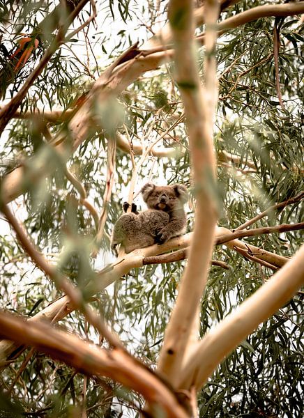 Eerste ontmoeting met een Koala in Australië. van Niels Rurenga