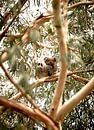 Eerste ontmoeting met een Koala in Australië. van Niels Rurenga thumbnail