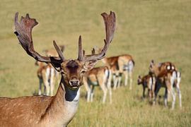 Chevreuil avec troupeau sur Ulrike Leone