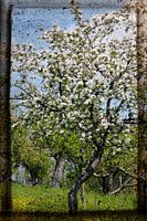 Träumerei vom Frühling