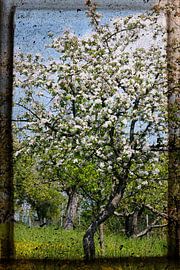 spring by Anette Jäger